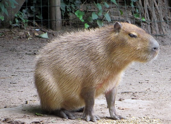 Pantanal capibara - Fleewinter