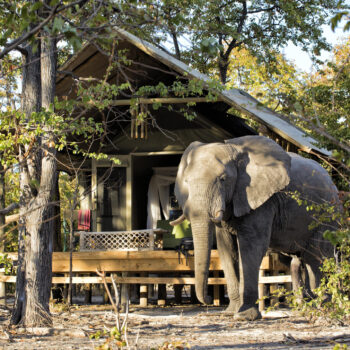 Five reasons why you should plan a trip to Botswana during the shoulder season