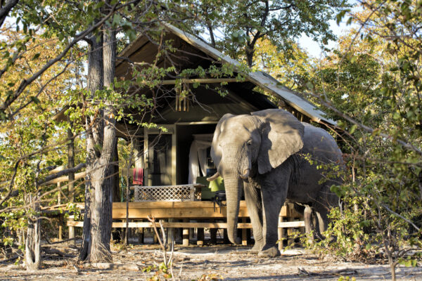 Five reasons why you should plan a trip to Botswana during the shoulder season
