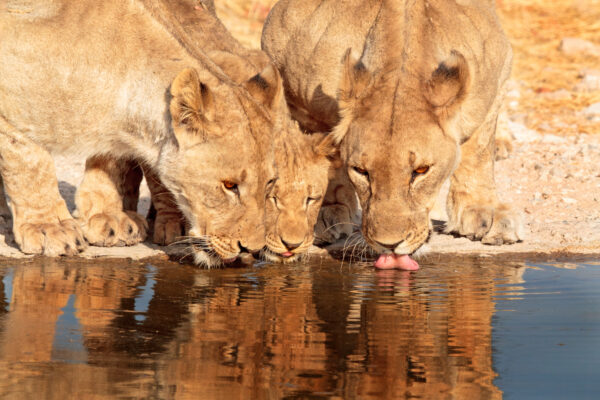 Top must see Namibia, Onkava lions