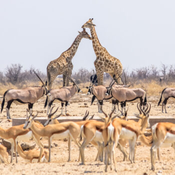 Top must see Namibia, antelopes and giraffes in Etosha