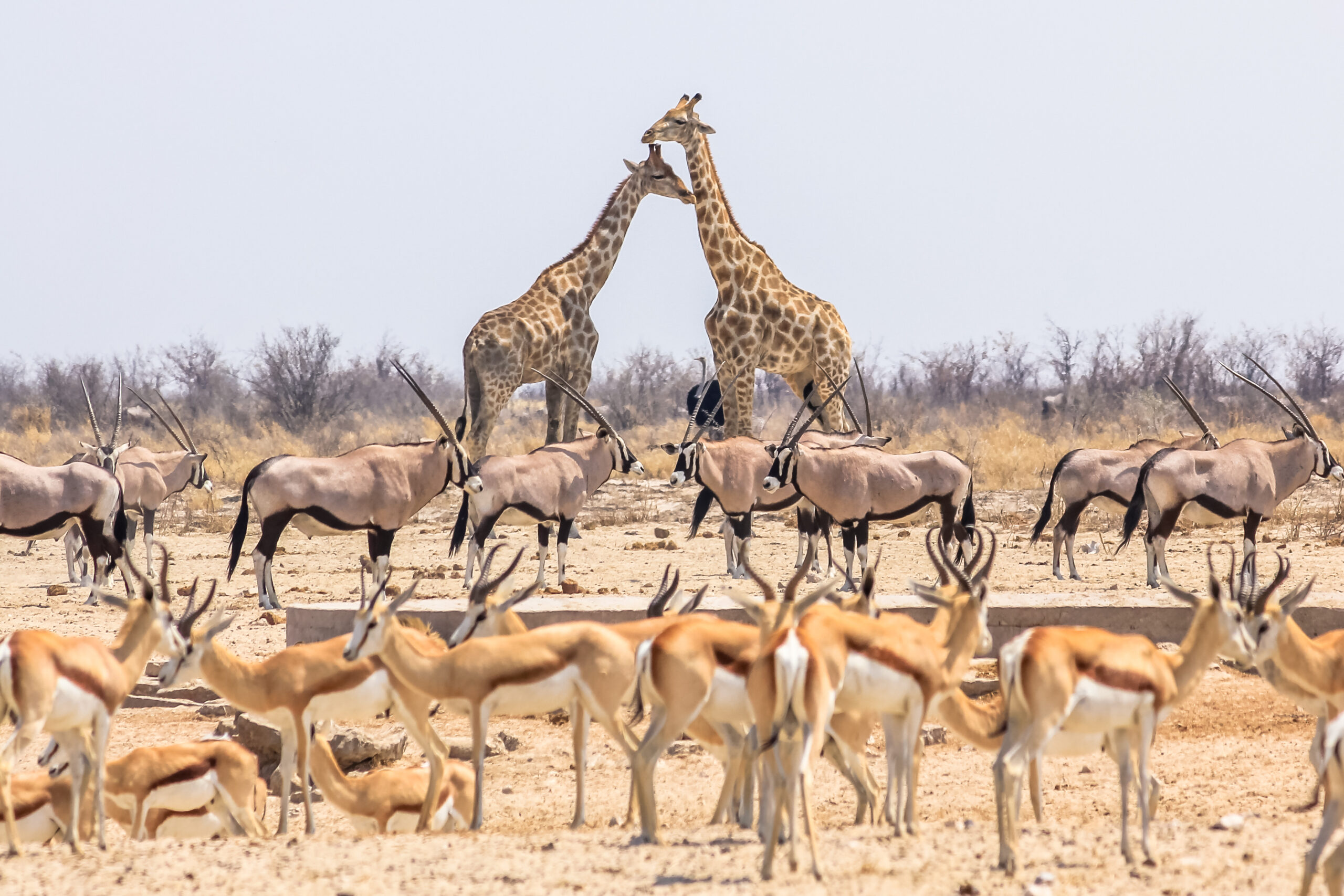 Top must see Namibia, antelopes and giraffes in Etosha