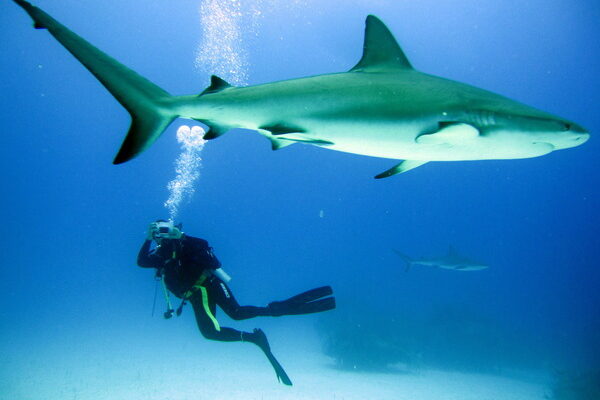 Doing what I would do most afternoons in Grand Bahama, diving with sharks