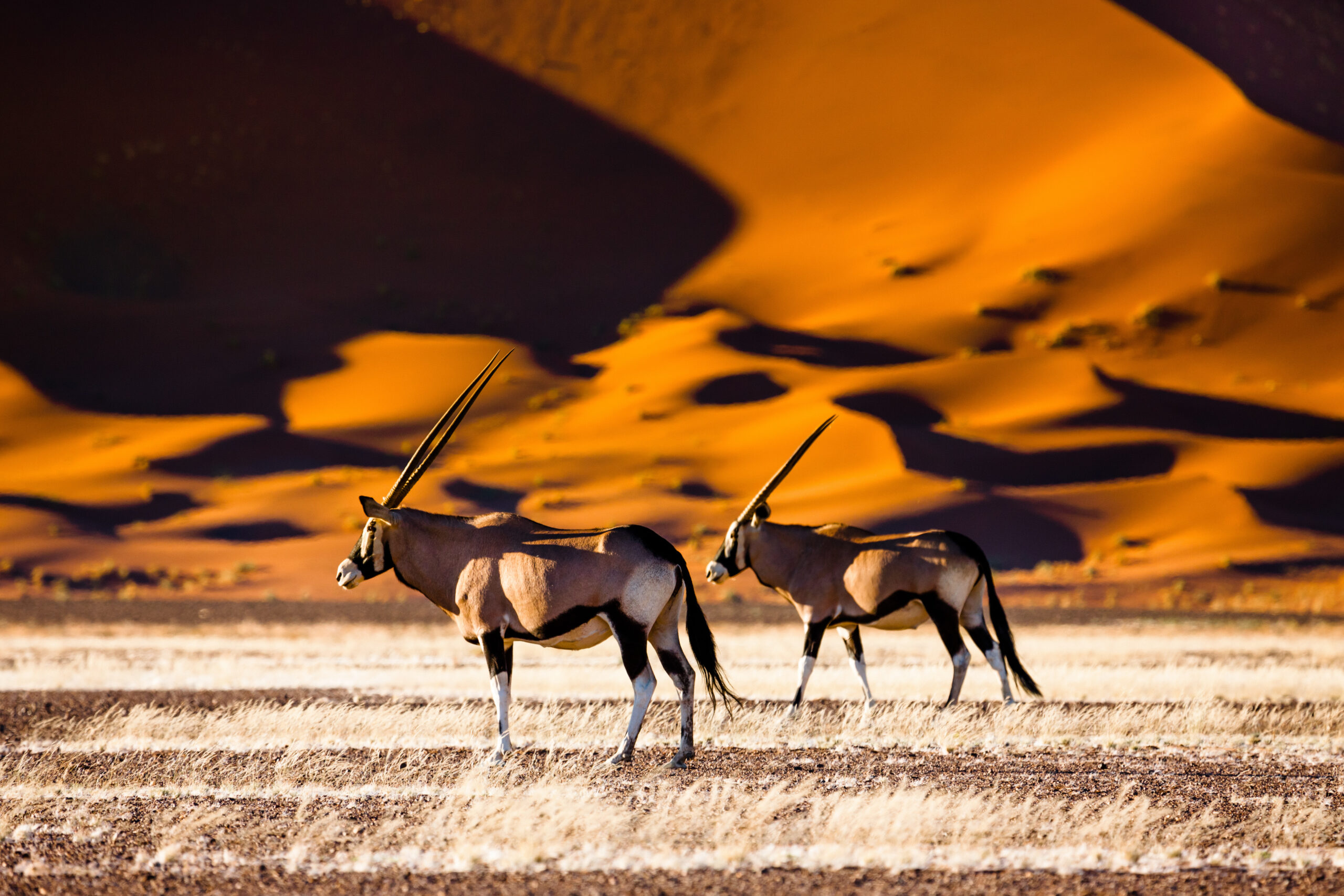 Top must see Namibia, Sossusvlei oryx