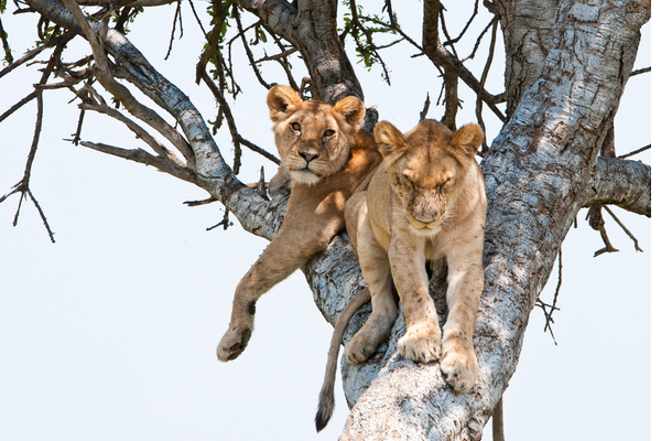 Kenya's tree climbing lions