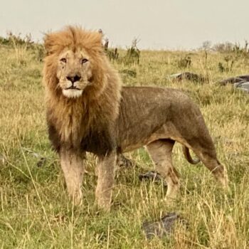 What to Expect on an African Safari, lion male