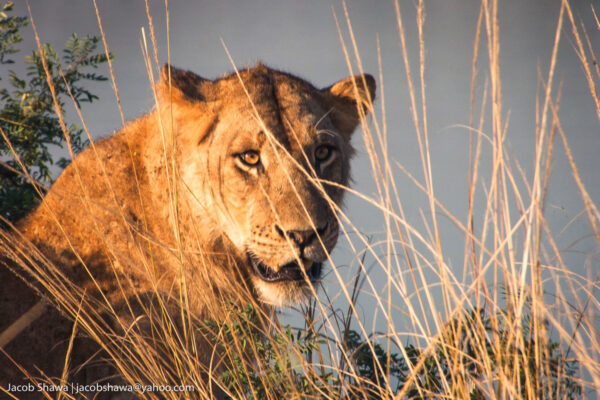 Exploring the Wonders of Eco-Tourism: Embarking on a sustainable safari in Zambia