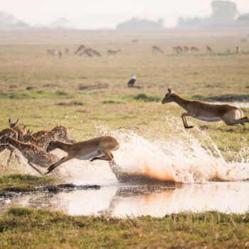 What to Expect on an African Safari - Lechwe in the flooded Busanga plains