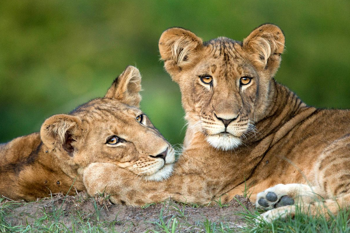 Zambia safari, Panthera conservation