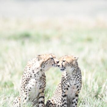 What to Expect on an African Safari - cheetah brothers