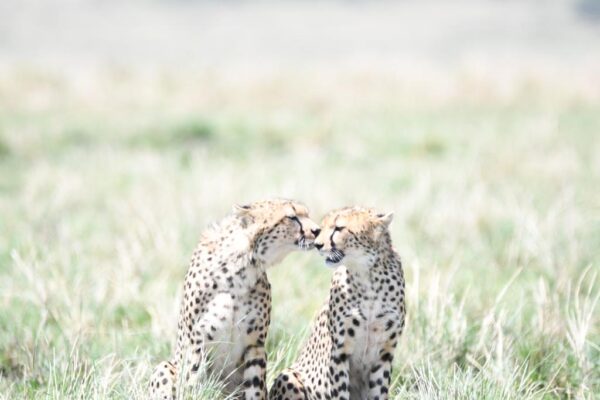 What to Expect on an African Safari - cheetah brothers