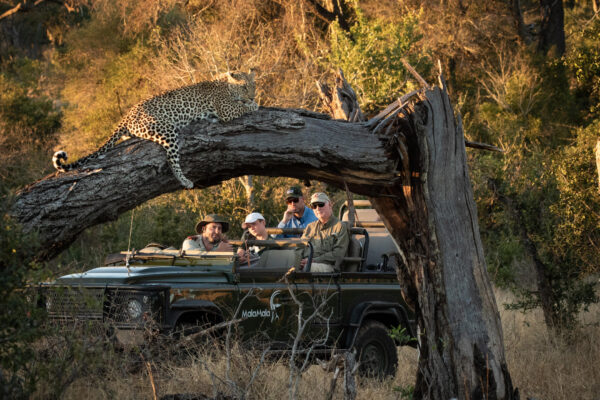 Why you should spend next Christmas in Africa - leopard in a tree during a game drive