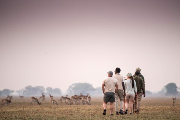 A Spectacular Adventure: Exploring Zambia from Busanga Plains to Victoria Falls