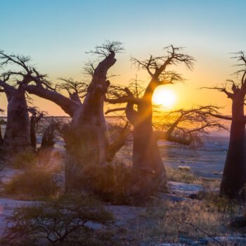 The Top Must-See Attractions in Botswana