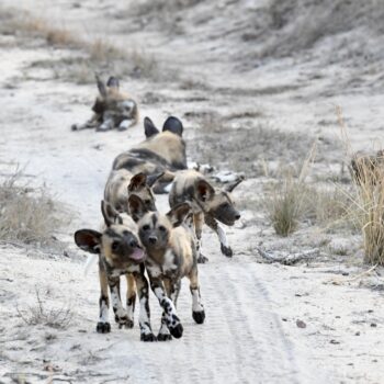 Exclusive luxury - African wild dog cubs