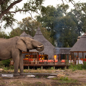 Fleewinter First-Time Safari Travel Tips - Hoyo Hoyo Safari Lodge
