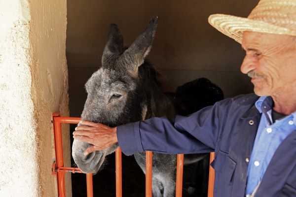Visit the happy place for donkeys where they can count on some peace and quiet in their older days.