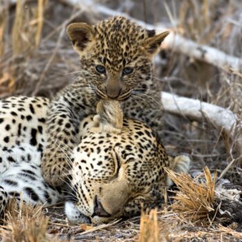 Fleewinter First-Time Safari Travel Tips - Leopard mom with cub