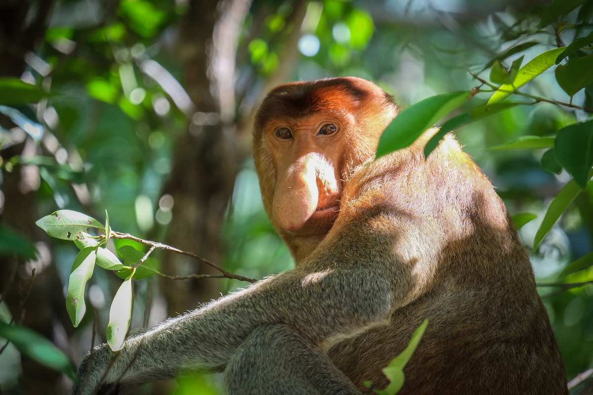 luxury-Borneo-proboscis-monkey