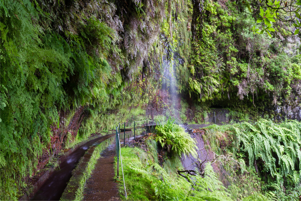 Madeira Levadas Walk