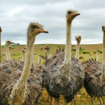 A site inspection journey - ostrich