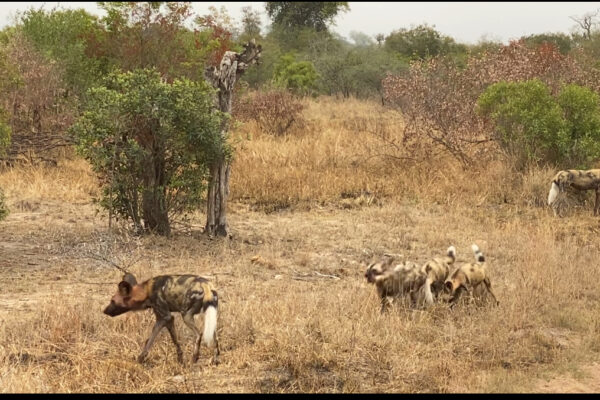 A Tour Operator's Dream - wild dogs