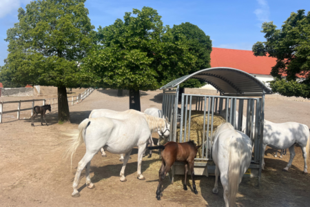Horses feeding at the Lipica Stud Farm