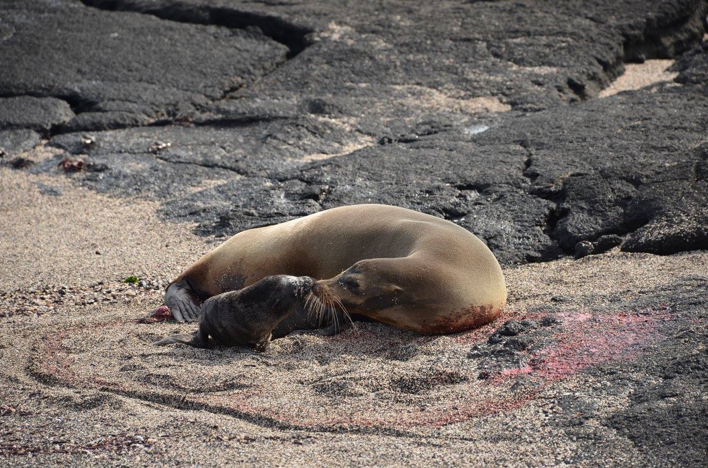 Where should I go in the Galapagos?