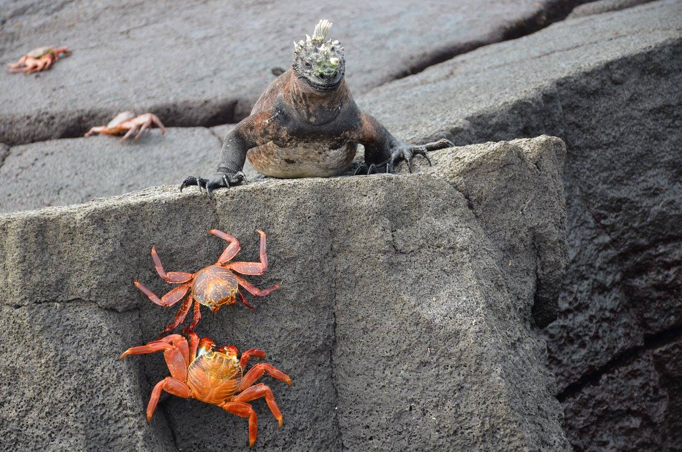 Where should I go in the Galapagos?