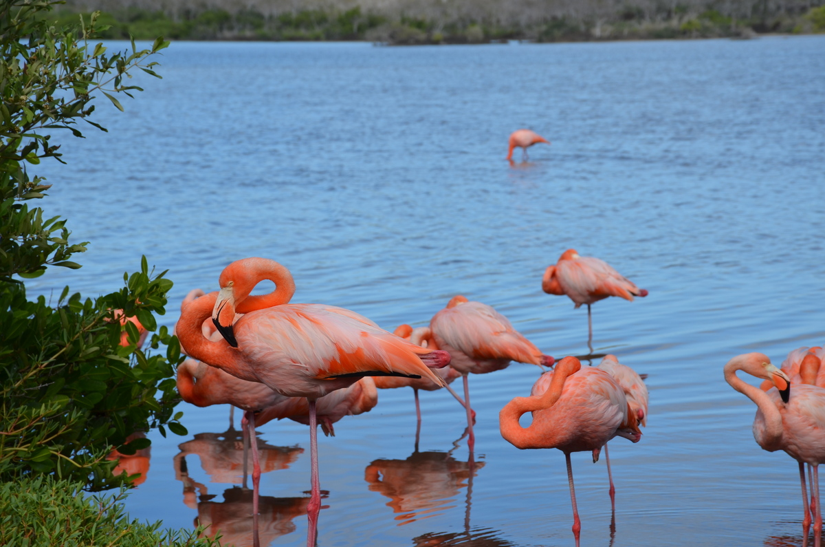Flamingoes in Galapagos
