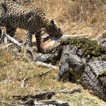 My favourite memories in Africa, croc vs leopard
