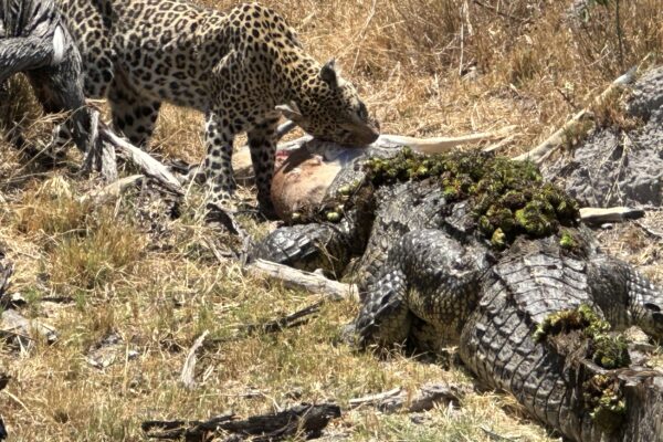 My favourite memories in Africa, croc vs leopard