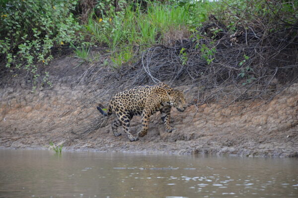 Juru, a famous jaguar in Northern Pantanal strolling along the river