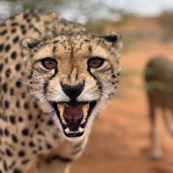 Göran Lindströms Cheetah project