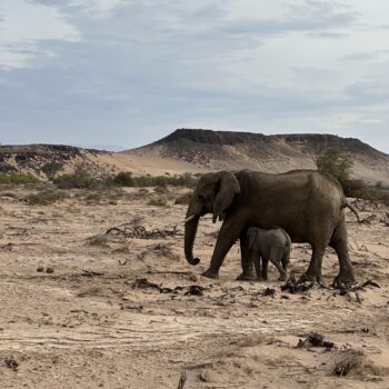 Damaraland desert elephants