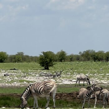 Etosha west