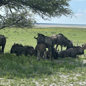 Etosha east