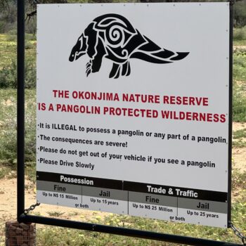 Okonjima pangolin