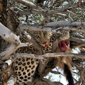 Rare species, leo, bateared fox