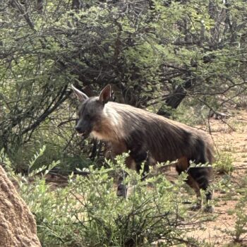 Okonjima brown hyena