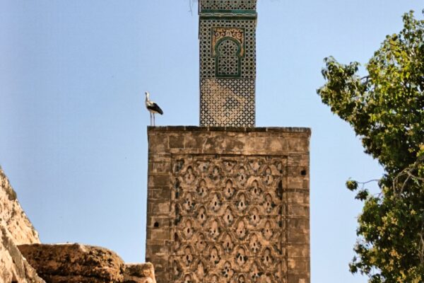Chellah Necropolis with storks – Rabat travel guide