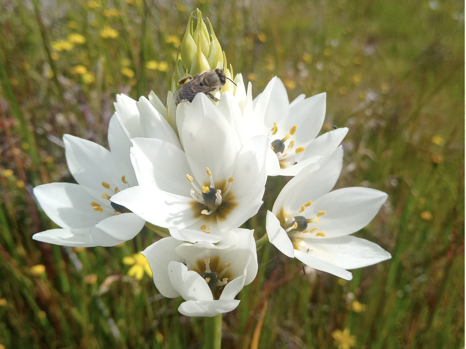 Fynbos flowers