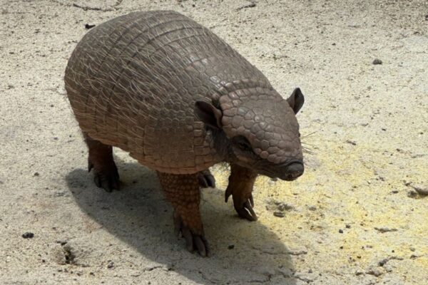 Cute armadillo near Pousada Trijuncao in the Cerrado