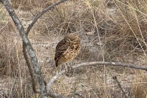 Burrowing owl in the Cerrado in Brazil