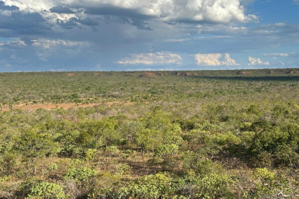 View of the Cerrado savannah