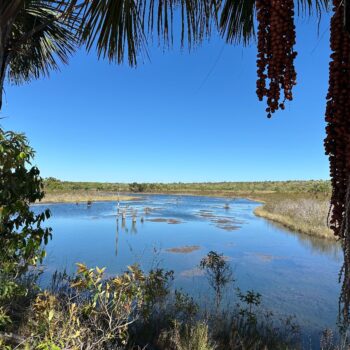 Grande Sertão Veredas National Park, where the landscape shifts from open grasslands to thicker vegetation alive with bird calls.