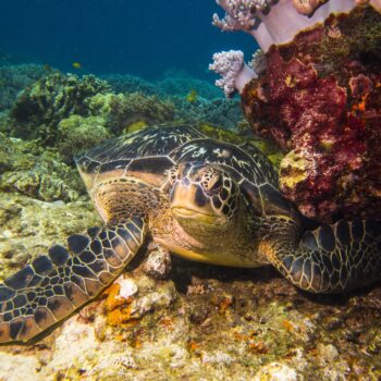 No Black Friday sales here